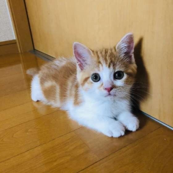 見つめるマンチカン