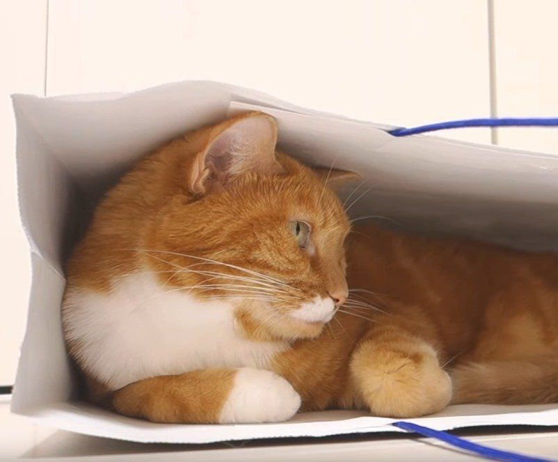 袋に入る猫
