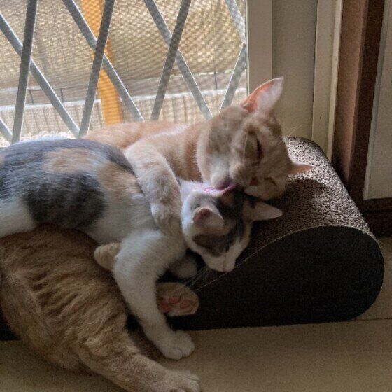 スコティッシュ・フォールドのみかんくん