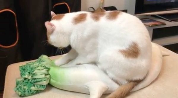 大根のぬいぐるみにフミフミする猫