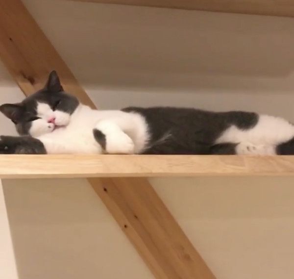 直立伸びする猫