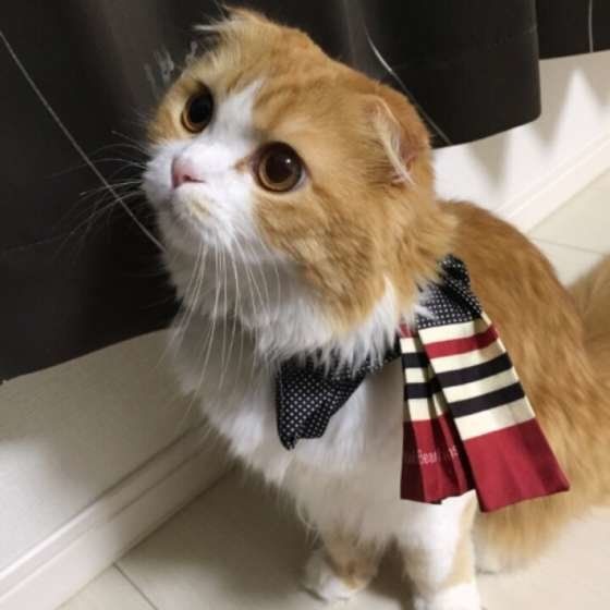 見上げるスコティッシュフォールド