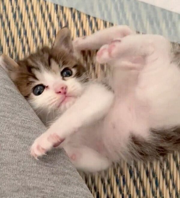 寝転がる柚子もちくん