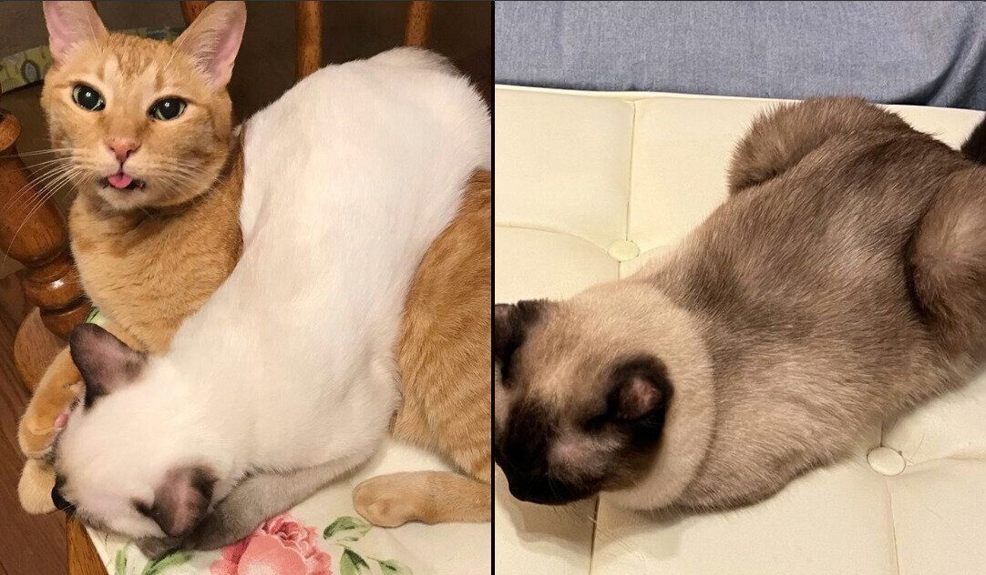 なみちゃんの成長ビフォーアフター写真