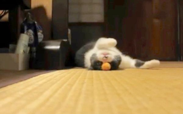 独特なボール遊びをする猫