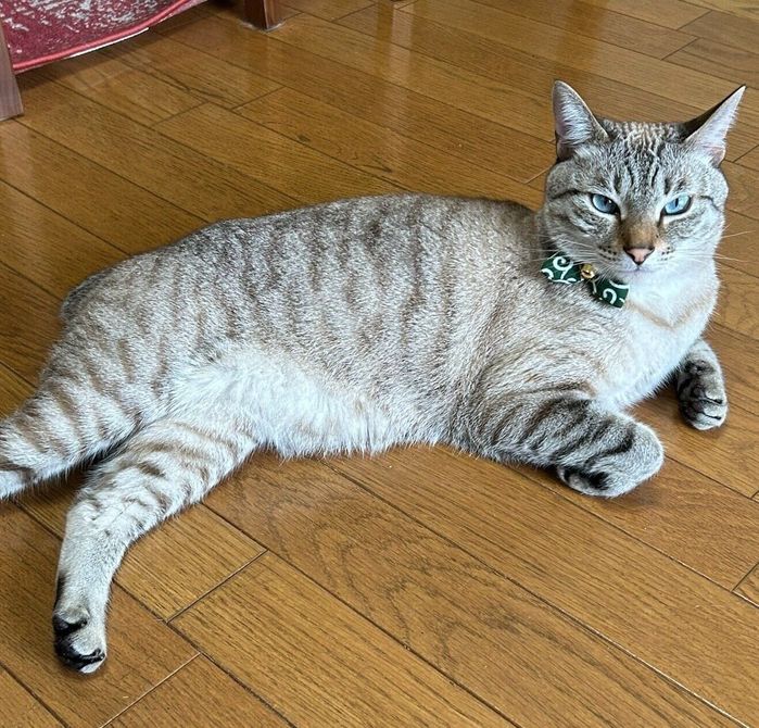 寝転がるふくるくん