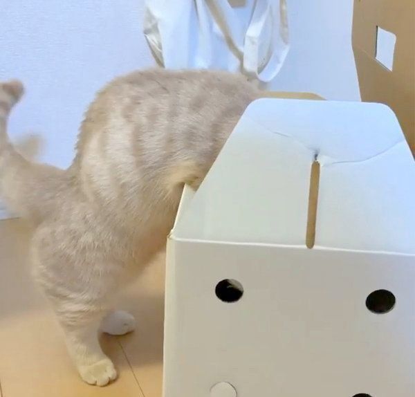 箱の中を覗くむぎくん