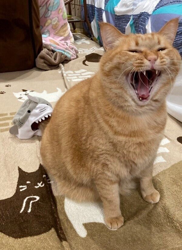 あくびをするすずくん