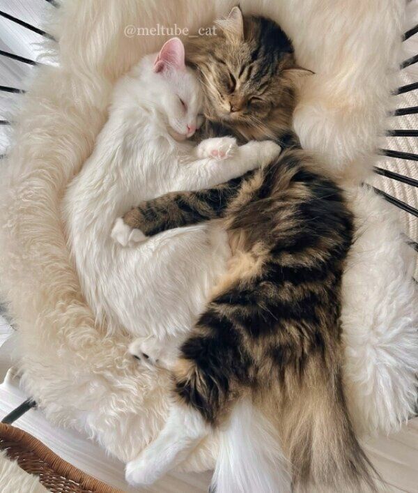 抱き合って眠るメルくんとマオくん