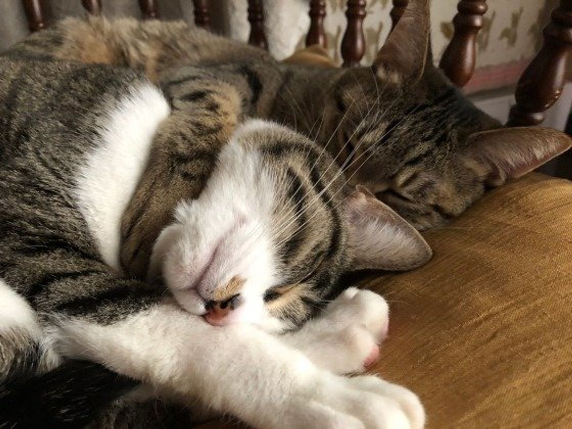 嫌われちゃうこと無意識にしてない 猫になつかれない人 の特徴は ねこのきもちweb Magazine