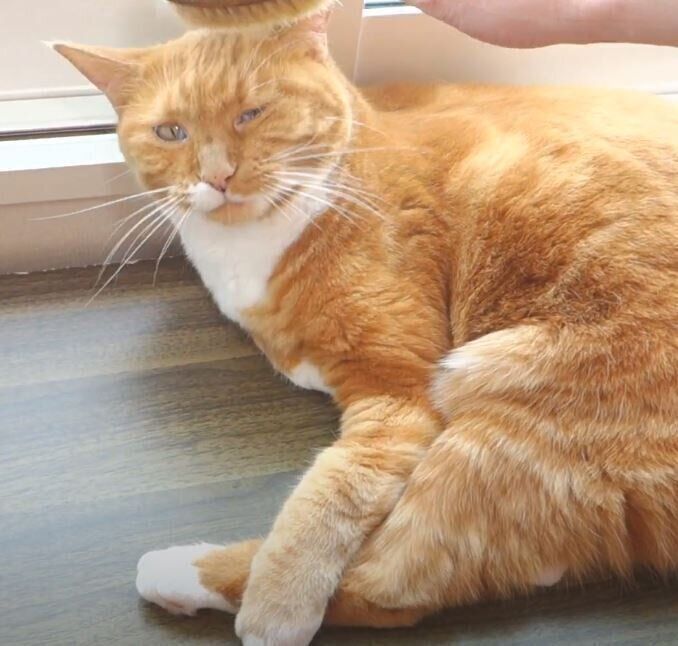 茶トラ猫　ちゃいちゃん