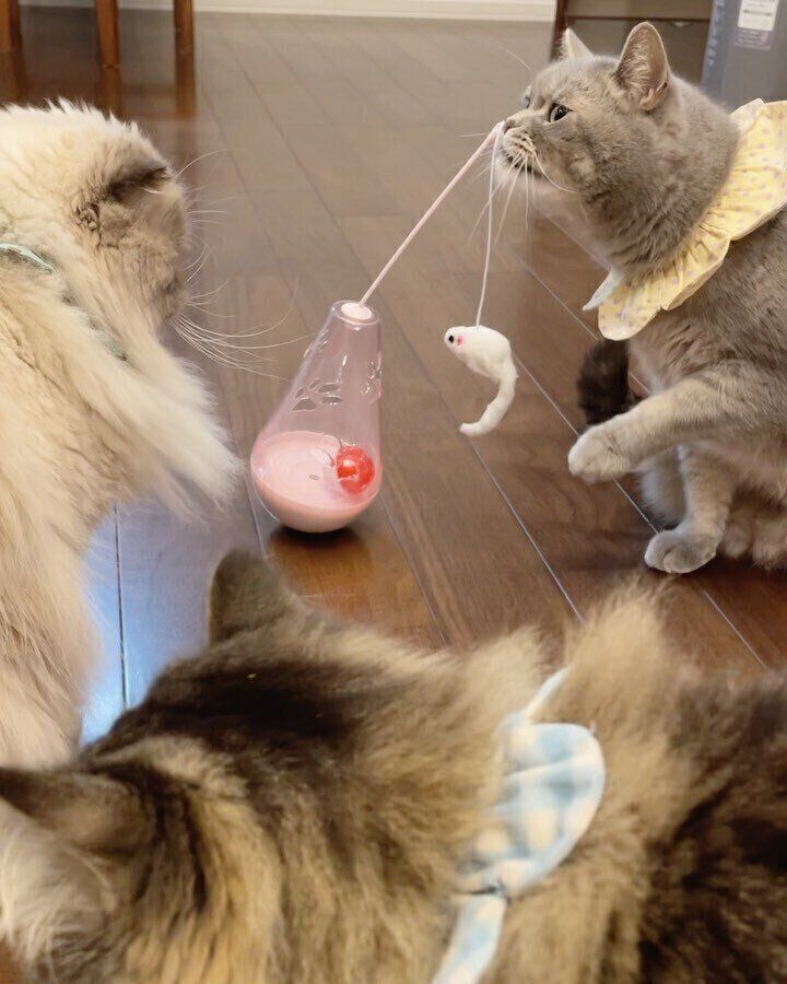 レンくん・はるくん・雪ちゃん・フクくん