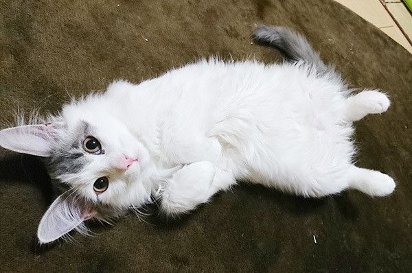 仰向けになるメインクーン