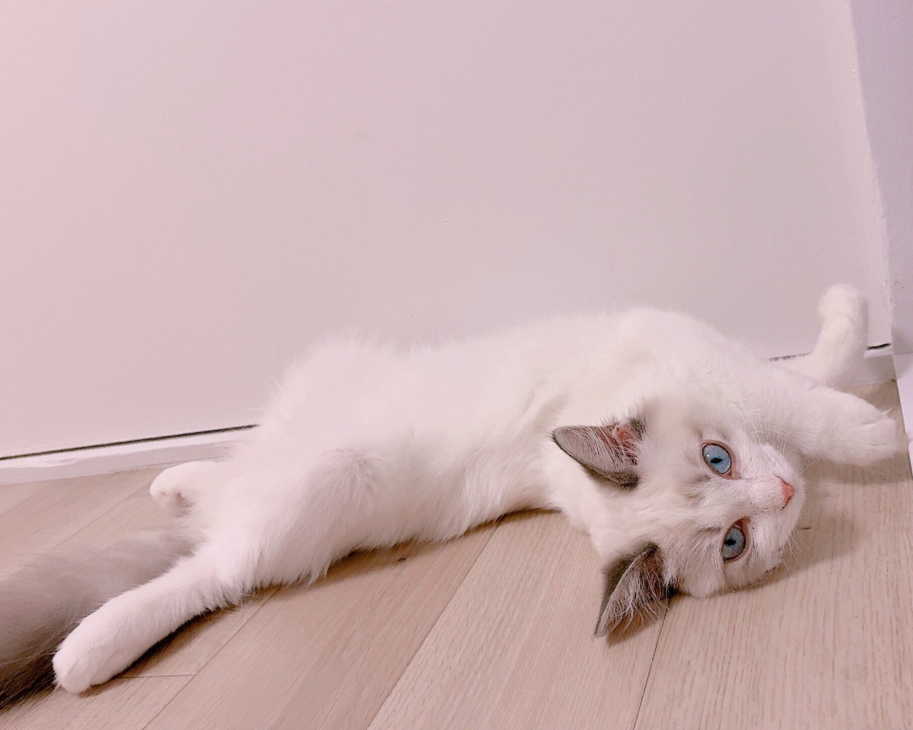 寝転がる白澤さん
