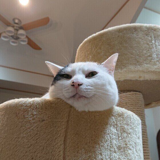 MIX黒×白のシロちゃん