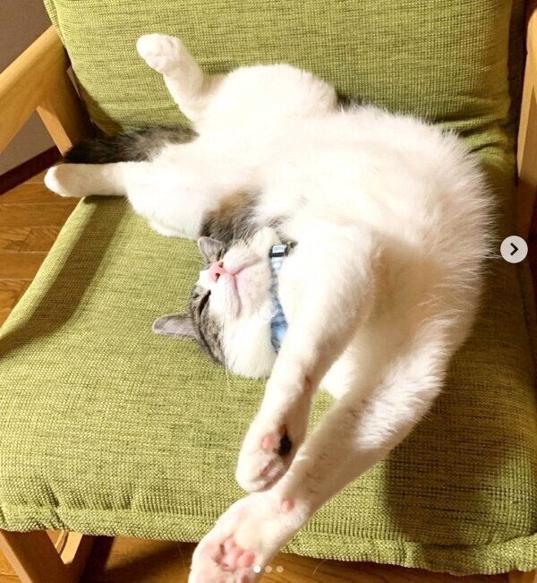 寝転がるコタツくん