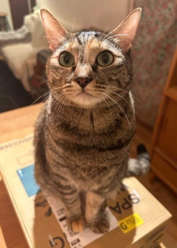 段ボールに座るたなはいらずちゃん