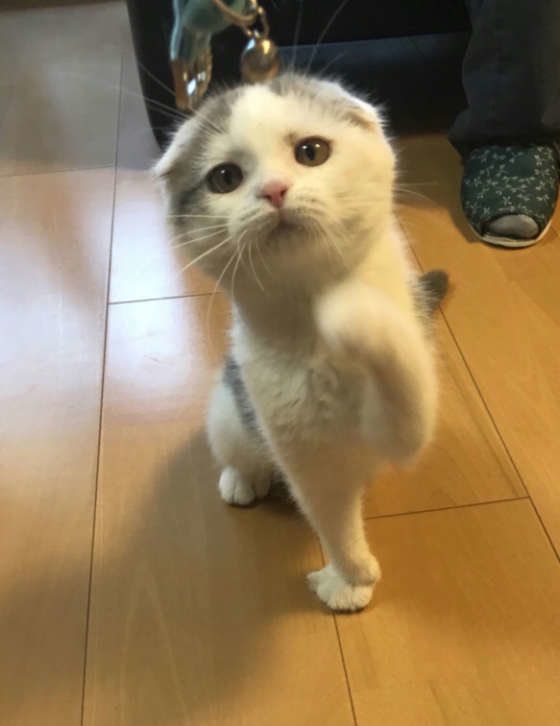 スコティッシュフォールドの猫パンチ