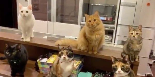 動きがシンクロする猫たち