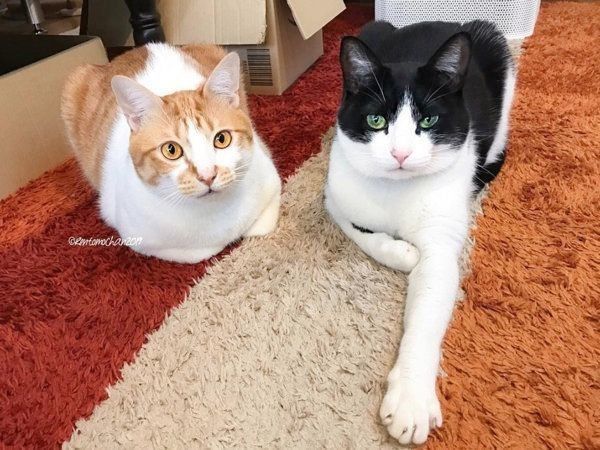 元保護猫だったレオンくんと武蔵くん