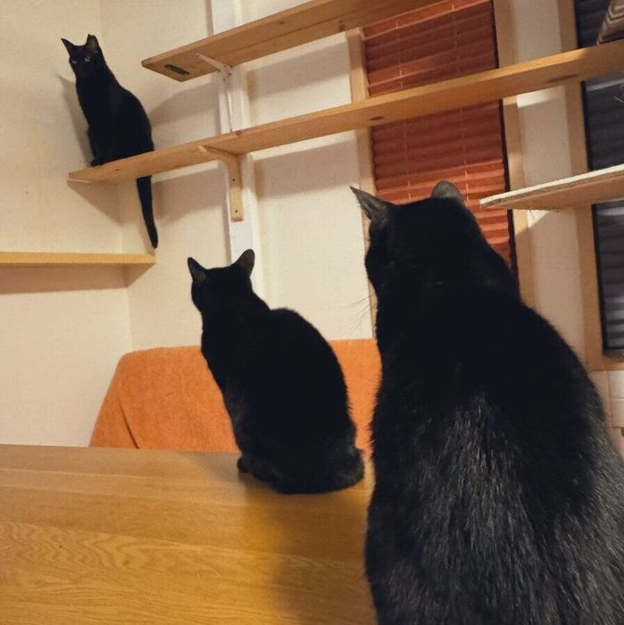 だいずちゃん、あんずちゃん、ぽんずちゃん