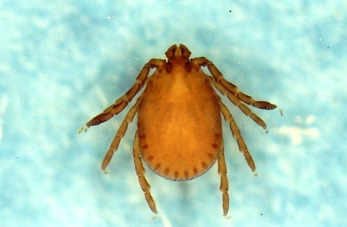 獣医師監修 猫につくダニ対策 種類ごとの症状や 予防方法も解説 ねこのきもちweb Magazine 獣医師監修 猫につくダニ対策 種類ごとの症状や 予防方法も解説 ねこのきもちweb Magazine