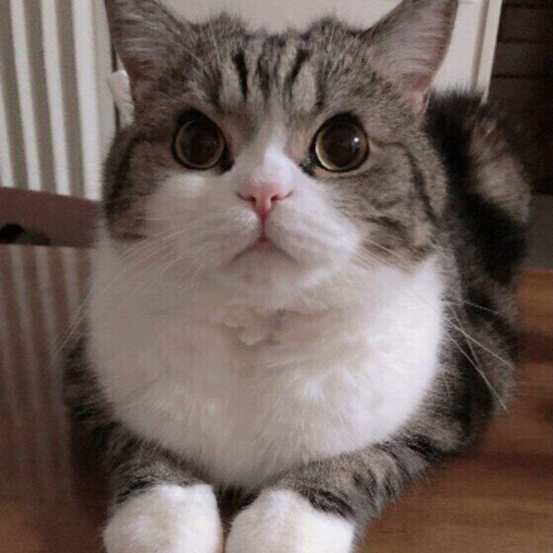 猫が 笑顔 になるのはどんなとき かわいい 笑顔 の写真も大集合 ねこのきもちweb Magazine 猫が 笑顔 になるのはどんなとき かわいい 笑顔 の写真も大集合 ねこのきもちweb Magazine