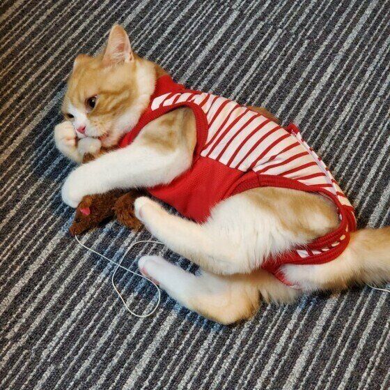 スコティッシュフォールドのななちゃん