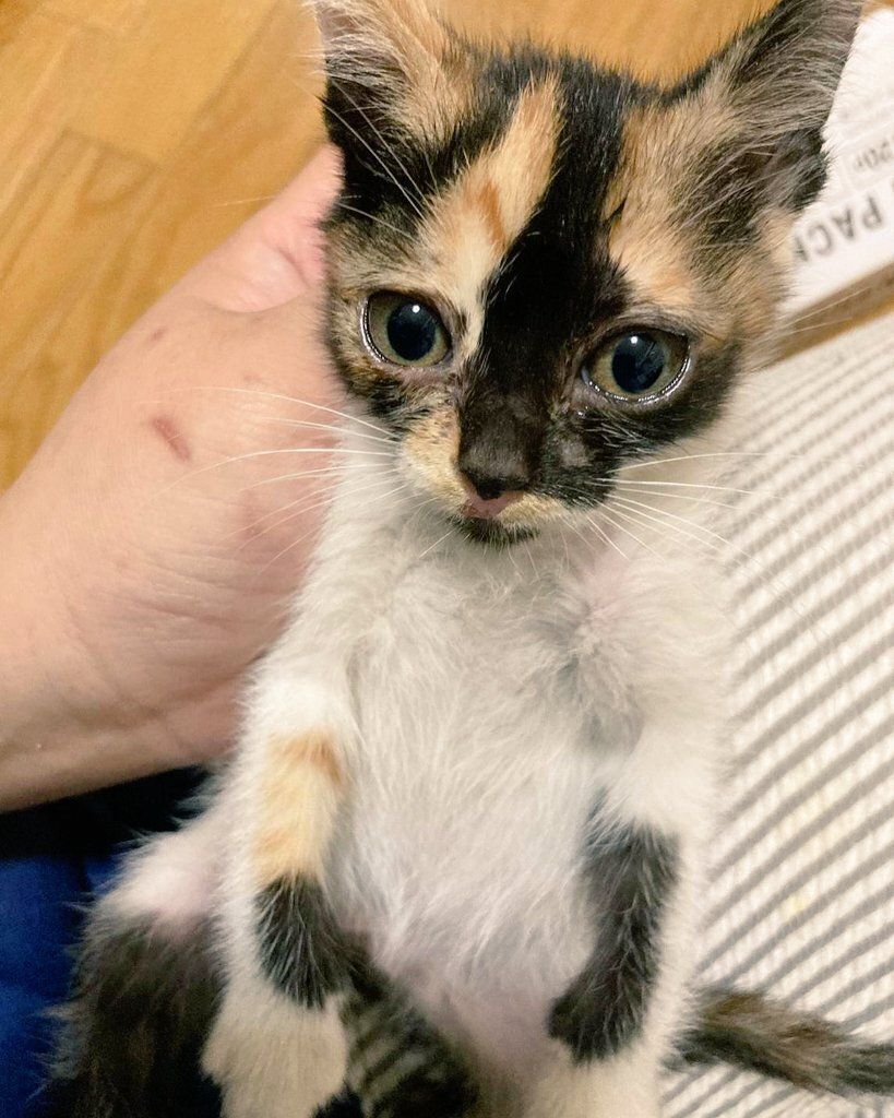 生後約2カ月の子猫