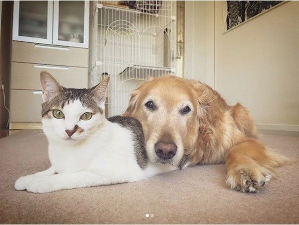 犬と猫が一緒に住むということ