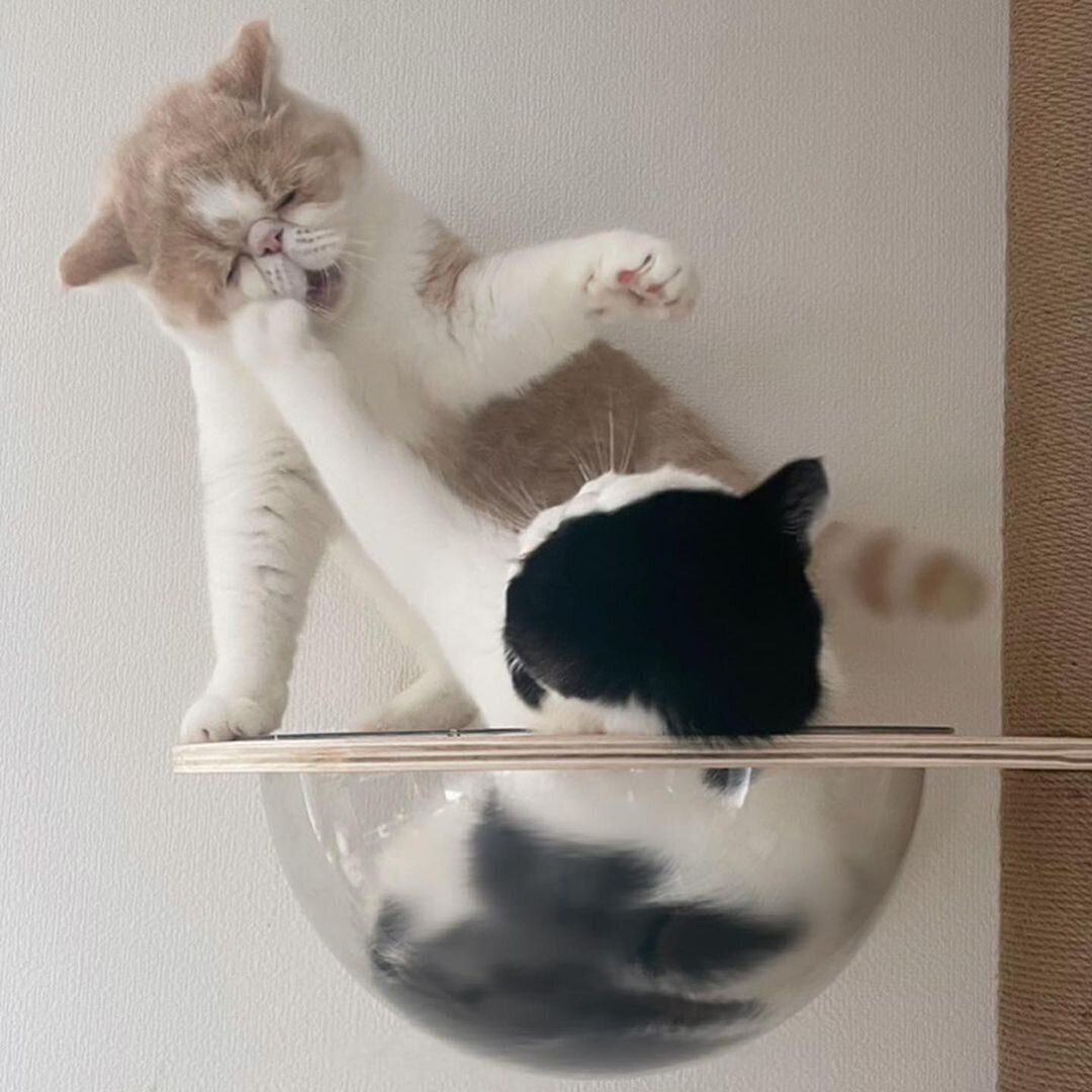 猫パンチをくらうおかゆちゃんの表情がたまらない