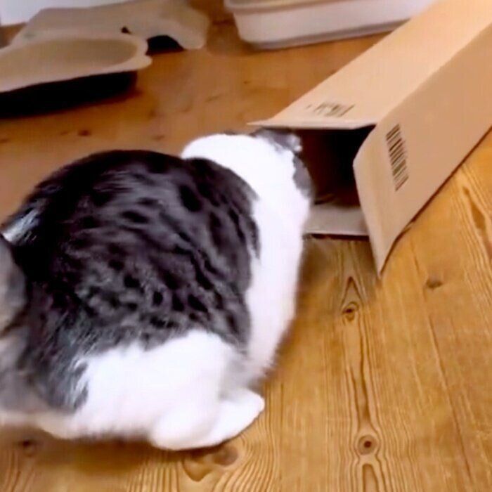 箱の中をのぞくミーさん