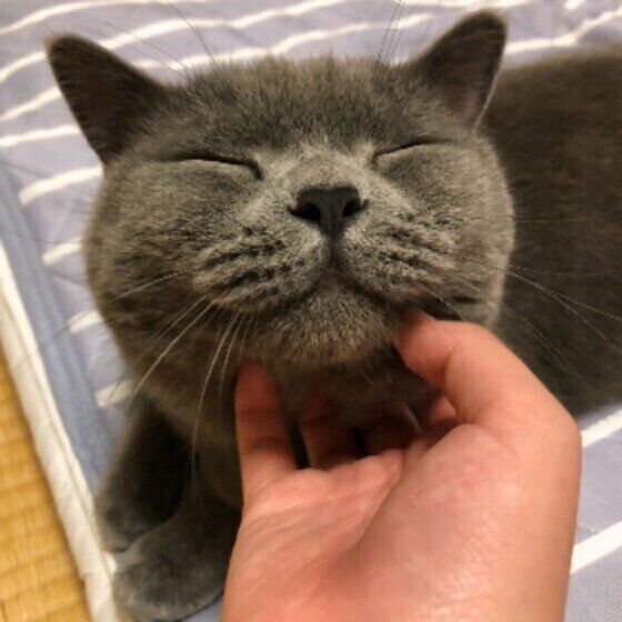 なでてもらうブリティッシュショートヘア