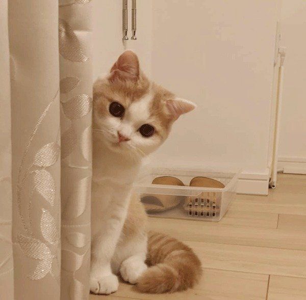 かくれんぼするブリティッシュショートヘア