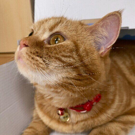 何かのニオイを感じる猫（スコティッシュフォールド、オス）