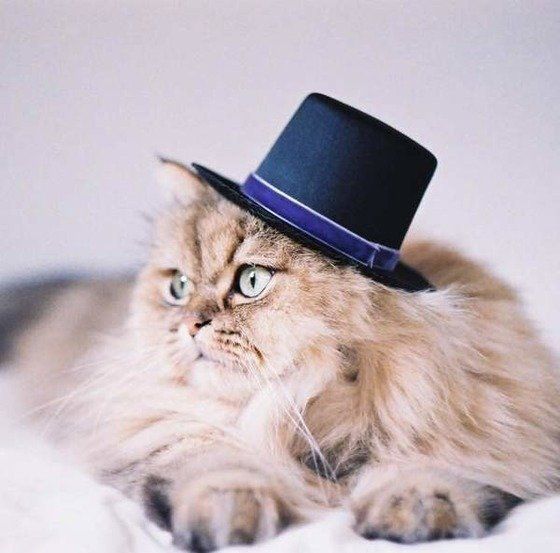 ねこのきもち投稿写真ギャラリー