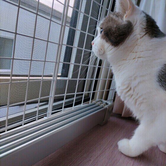 窓から外を見つめるタルくん