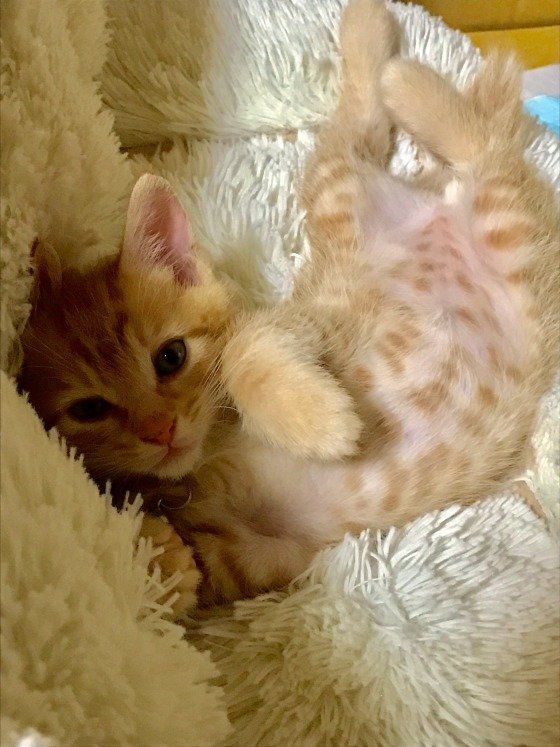 寝転がる茶トラMIX