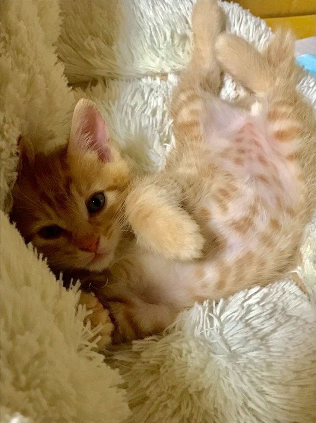 もしも子猫を保護したら 春に子猫を見かけるワケと保護の方法 ねこのきもちweb Magazine もしも子猫を保護したら 春に子猫を見かけるワケと保護の方法 ねこのきもちweb Magazine