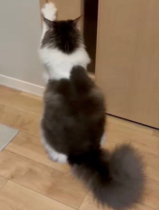 引き戸を開けようとするばぶちゃん