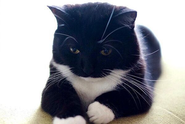 神妙な面持ちのうにくん