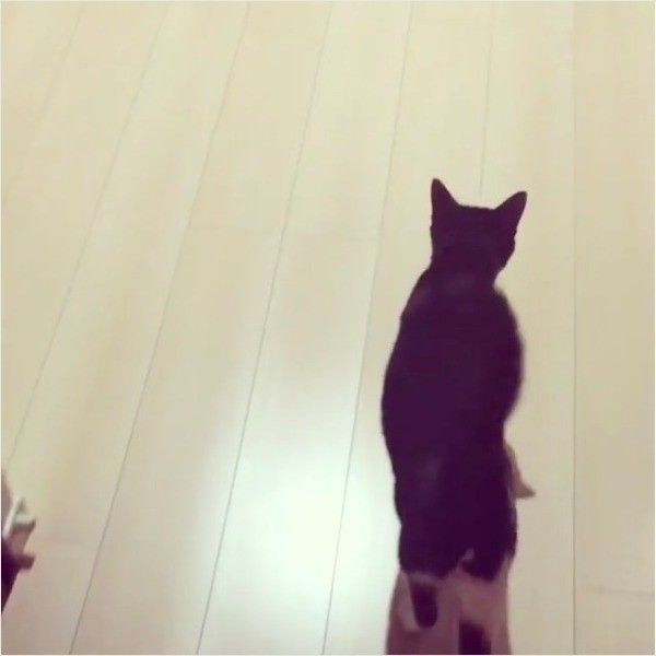 先陣を切るニャンコ