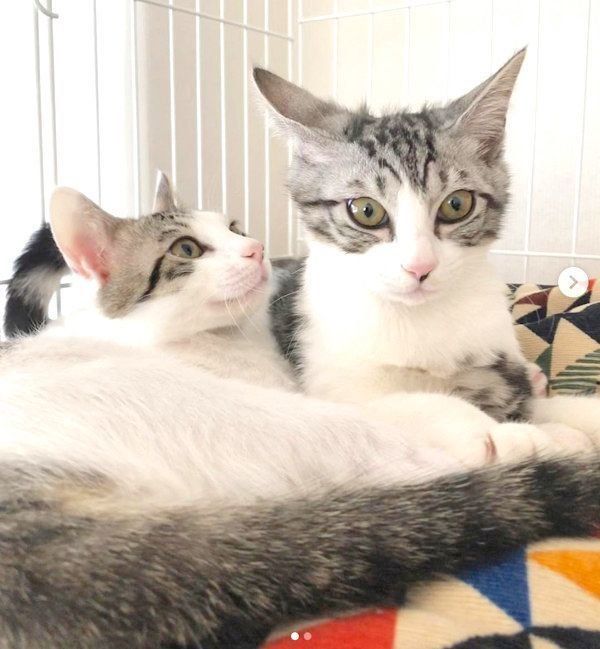 元保護猫・ココアちゃんとラテちゃん