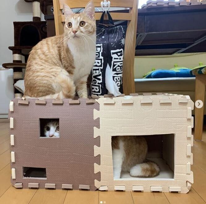 手作り猫ハウスと猫