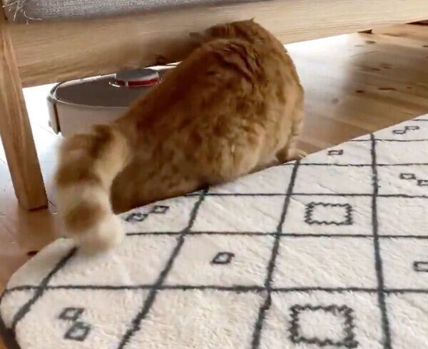 ぶつかってしまうぷてぃこちゃん