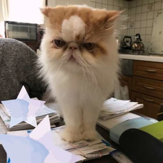 書類を踏むエキゾチックショートヘア