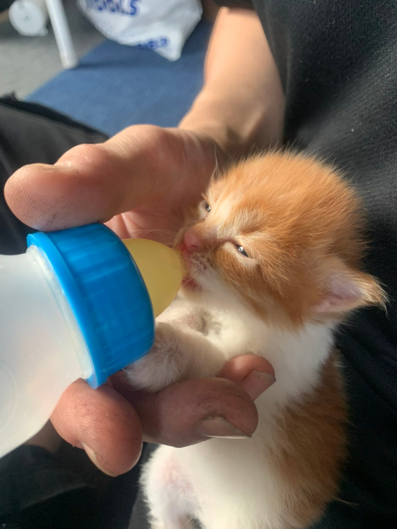 生後3週間の子猫