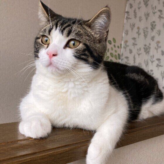 くつろぐスコティッシュの空くん