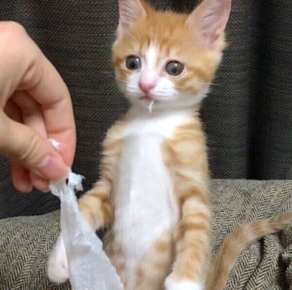 イタズラをするいなりくん