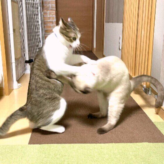 夜の大運動会をする2匹